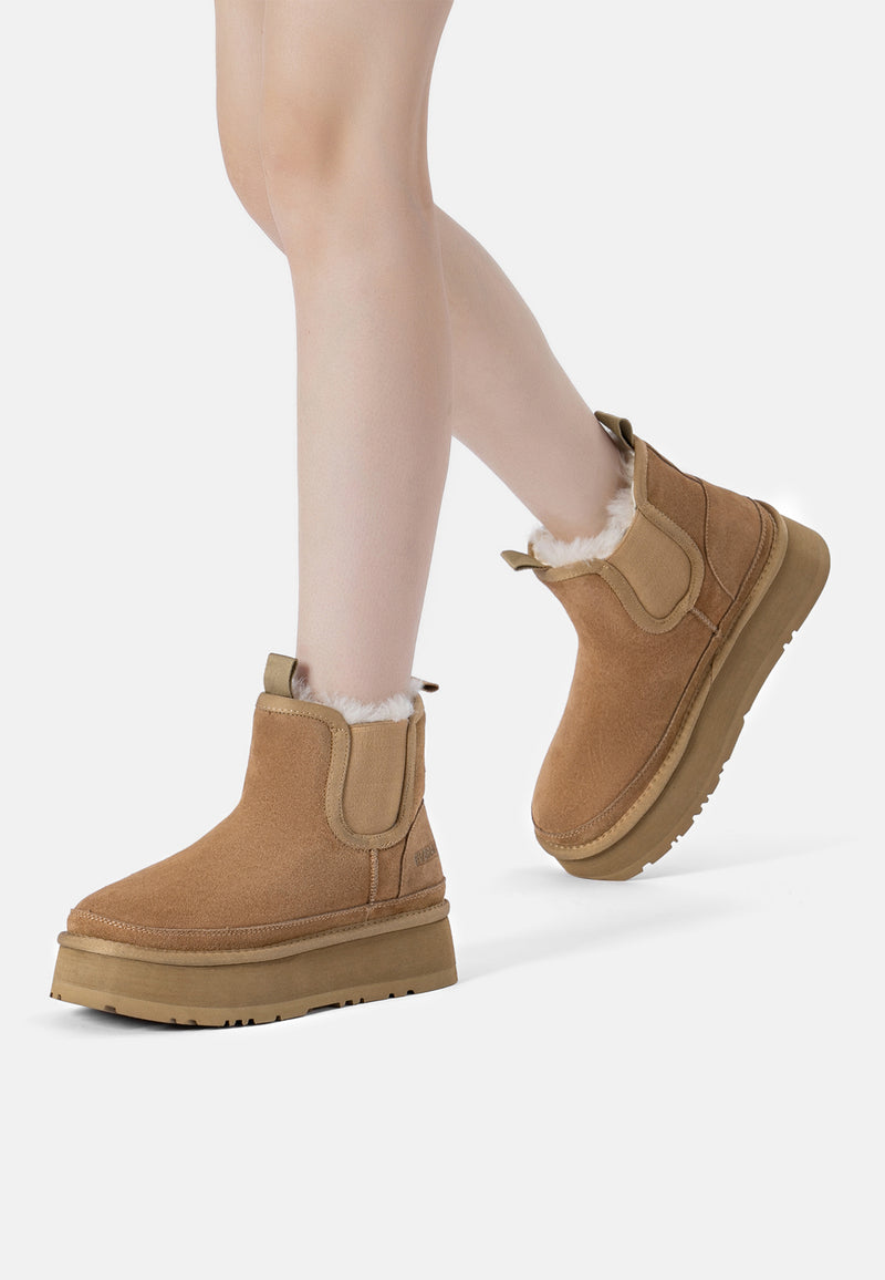 SHOVELER-CHESTNUT